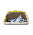 肥った猫です（個別スタンプ：16）