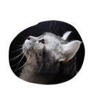 肥った猫です（個別スタンプ：20）