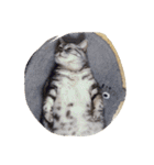 肥った猫です（個別スタンプ：22）