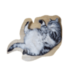 肥った猫です（個別スタンプ：24）