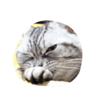 肥った猫です（個別スタンプ：25）