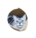 肥った猫です（個別スタンプ：27）