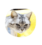肥った猫です（個別スタンプ：28）