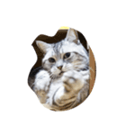 肥った猫です（個別スタンプ：31）