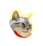 肥った猫です（個別スタンプ：32）