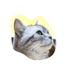 肥った猫です（個別スタンプ：33）