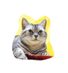 肥った猫です（個別スタンプ：34）