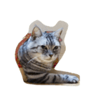肥った猫です（個別スタンプ：35）
