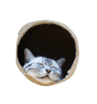 肥った猫です（個別スタンプ：38）