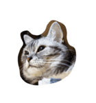 肥った猫です（個別スタンプ：40）