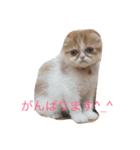 ペットShop Yamada（個別スタンプ：4）