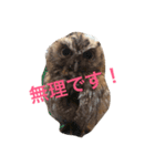ペットShop Yamada（個別スタンプ：5）