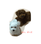 タロとシロ 2（個別スタンプ：3）