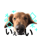 愛犬ロコ③（個別スタンプ：1）