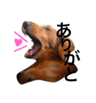 愛犬ロコ③（個別スタンプ：3）