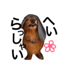 愛犬ロコ③（個別スタンプ：4）
