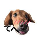 愛犬ロコ③（個別スタンプ：6）