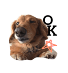 愛犬ロコ③（個別スタンプ：8）