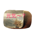 あやちゃん あきかげくん（個別スタンプ：1）
