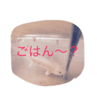 あやちゃん あきかげくん（個別スタンプ：6）