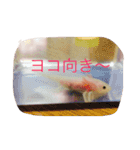 あやちゃん あきかげくん（個別スタンプ：7）