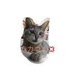 ぽん太❤️ぶる太（個別スタンプ：3）
