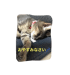 ぽん太❤️ぶる太（個別スタンプ：8）