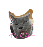 ぽん太❤️ぶる太（個別スタンプ：12）