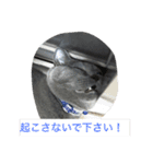 ぽん太❤️ぶる太（個別スタンプ：13）