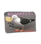 鳥さんたちの日常スタンプ（個別スタンプ：1）