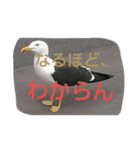 鳥さんたちの日常スタンプ（個別スタンプ：2）