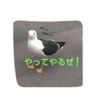 鳥さんたちの日常スタンプ（個別スタンプ：3）