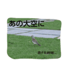 鳥さんたちの日常スタンプ（個別スタンプ：5）