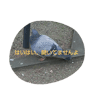 鳥さんたちの日常スタンプ（個別スタンプ：7）