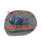 鳥さんたちの日常スタンプ（個別スタンプ：8）