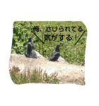鳥さんたちの日常スタンプ（個別スタンプ：10）