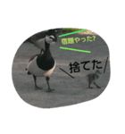 鳥さんたちの日常スタンプ（個別スタンプ：14）