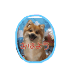 ポメラニアン#こむぎ（個別スタンプ：1）