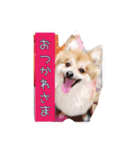 ポメラニアン#こむぎ（個別スタンプ：3）