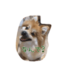 ポメラニアン#こむぎ（個別スタンプ：8）