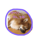 ポメラニアン#こむぎ（個別スタンプ：13）