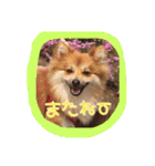 ポメラニアン#こむぎ（個別スタンプ：14）
