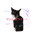 ぎんぎんぎーんちゃーん（個別スタンプ：3）