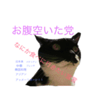 ぎんぎんぎーんちゃーん（個別スタンプ：12）
