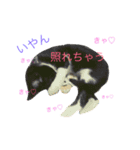 ぎんぎんぎーんちゃーん（個別スタンプ：16）