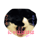 ぎんぎんぎーんちゃーん（個別スタンプ：24）