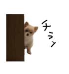 もふもふちゃんず（個別スタンプ：19）