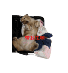 The Bao's fashion dairy.（個別スタンプ：3）