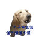 The Bao's fashion dairy.（個別スタンプ：4）