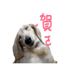 The Bao's fashion dairy.（個別スタンプ：6）